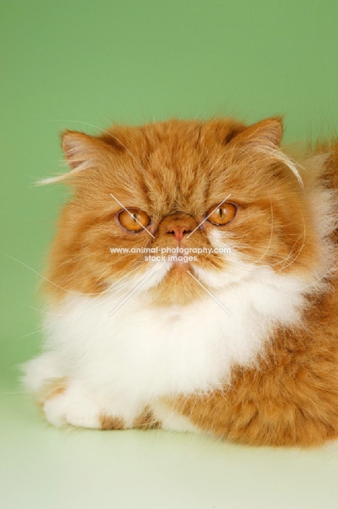 red and white persian cat portrait