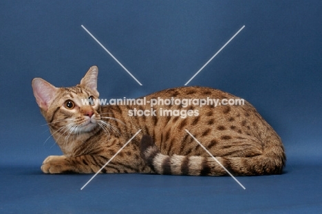 Ocicat lying down on blue background, Chocolate Spotted Tabby colour