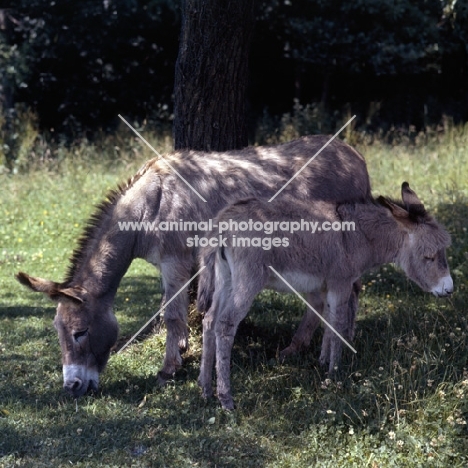 donkey and foal grazing
