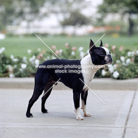 champion boston terrier standing on paving in usa, champion taffy’s kid benjamin