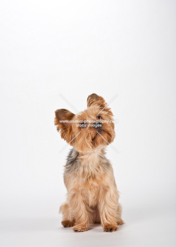 yorkie sitting on white background