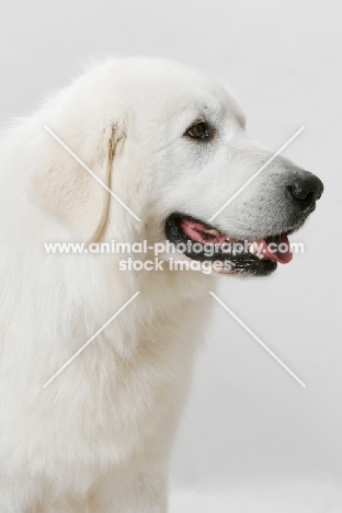 Maremma Sheepdog profile