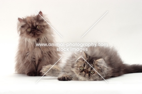two young persian cats on white background