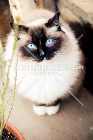 Ragdoll looking at camera