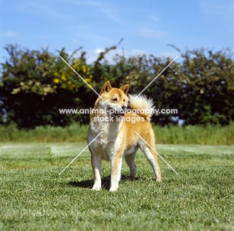 shiba inu side view