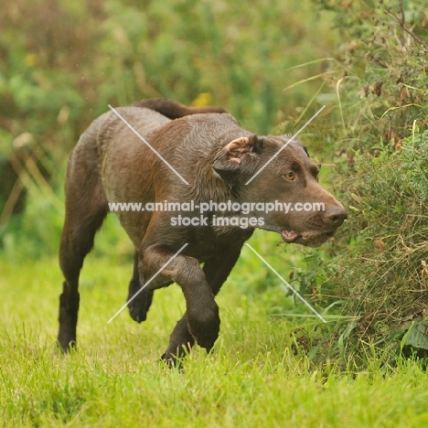 alert German Pointer on point