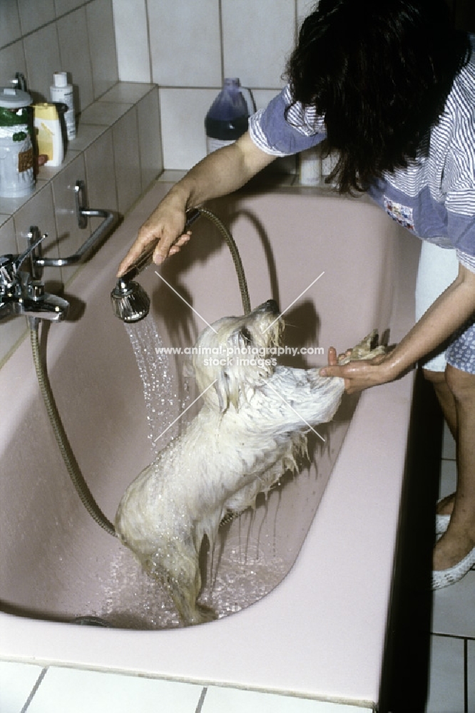 washing a west highland white terrier in bath
