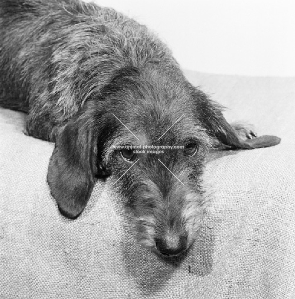 wire haired dachshund