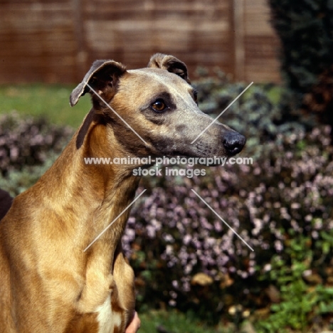 whippet from shalfleet kennels in garden, head study