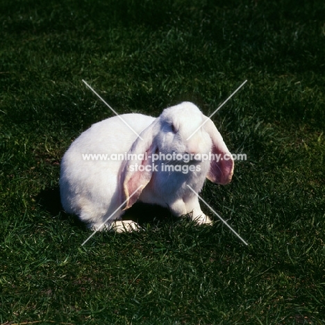 albino English Lop eared rabbit on grass