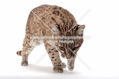 female Brown Spotted Tabby Geoffroy's Cat, looking down