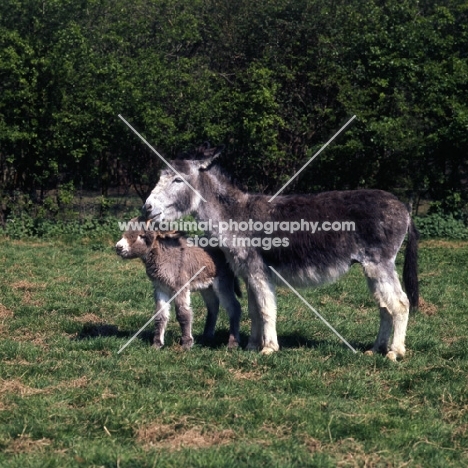 donkey licking her foal's head