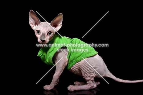 sphynx cat wearing green sweater