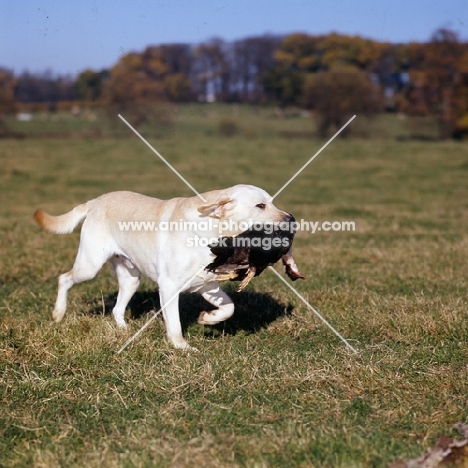 yellow labrador retrieving duck