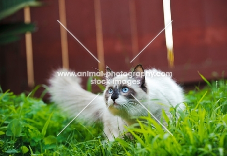 alert Ragdoll in garden