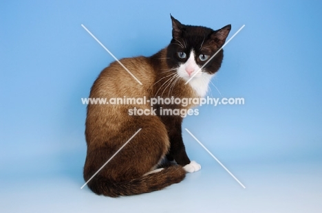 snowshoe cat sitting down on blue background
