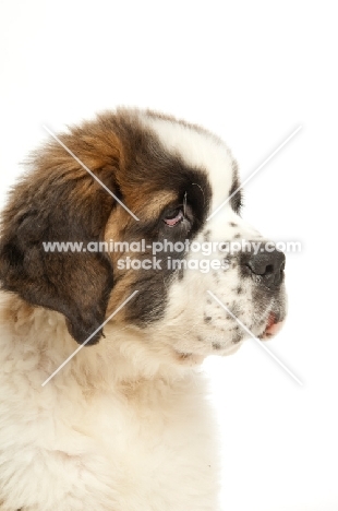 Saint Bernard puppy portrait