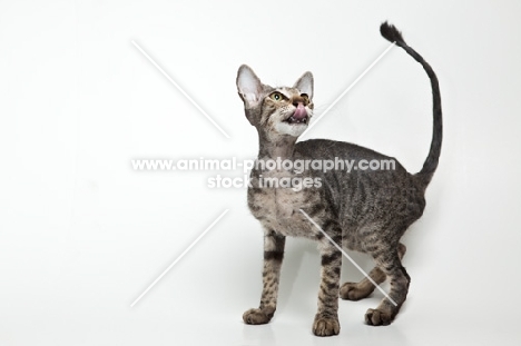 peterbald cat licking around her mouth
