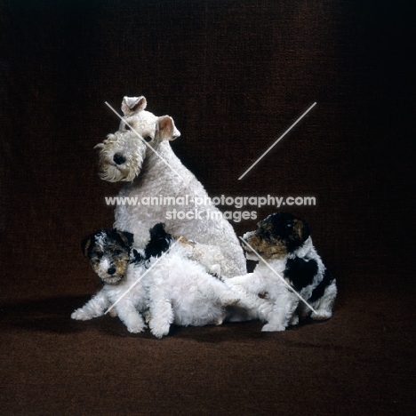 wire fox terrier with 3 pups