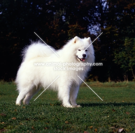 ch zamoyski lucky star of ostyak (oakie), samoyed standing