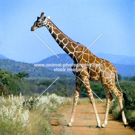 reticulated giraffe walking in  samburu national park
