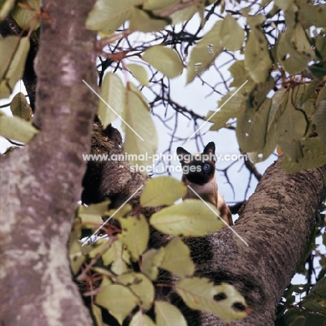 seal point siamese cat looking down from a tree