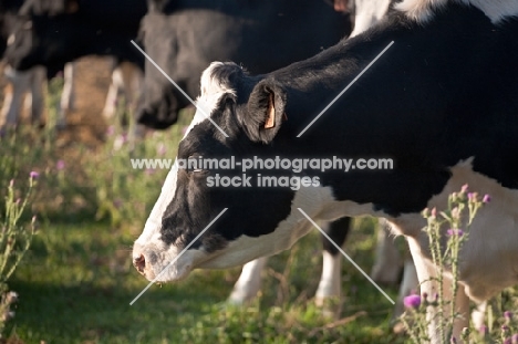 head and shoulders side view of well bred Holstein Heifer