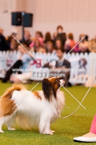 Papillion looking up at owner during YKC competition at Crufts 2012