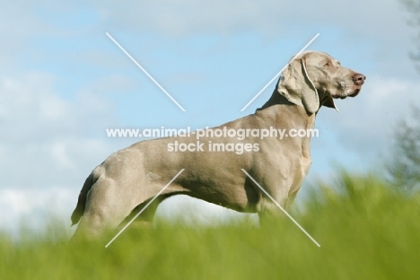 Weimaraner, side view