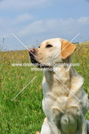 cream Labrador Retriever in summer