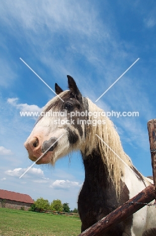 piebald horse portrait