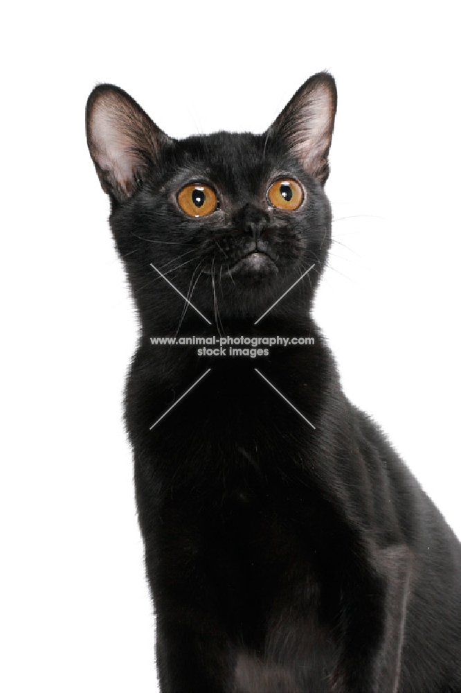 black bombay cat looking up, on white background