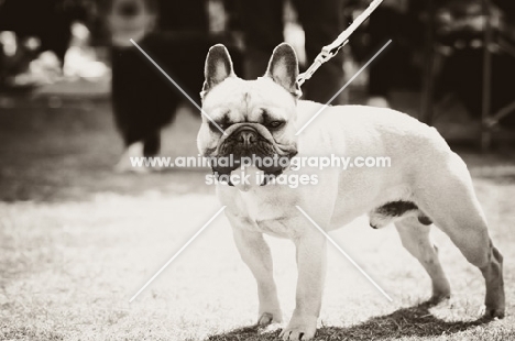 French Bulldog in black and white