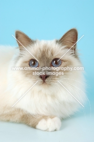 blue point Birman cat in studio