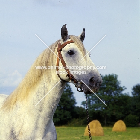 irish draught horse in ireland, head study