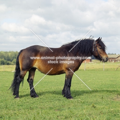 north swedish mare in sweden,