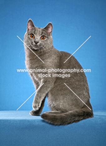 Chartreux sitting in studio