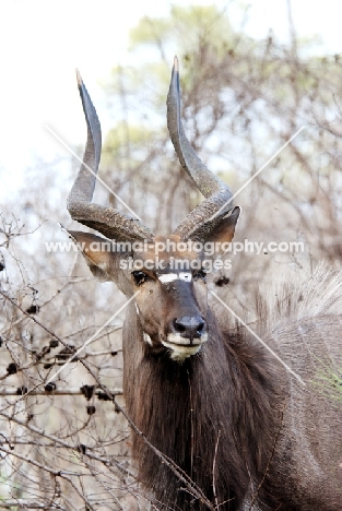 Nyala portrait