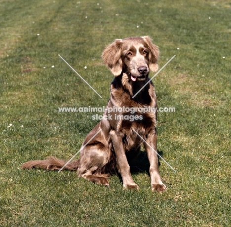 obedient looking weimaraner