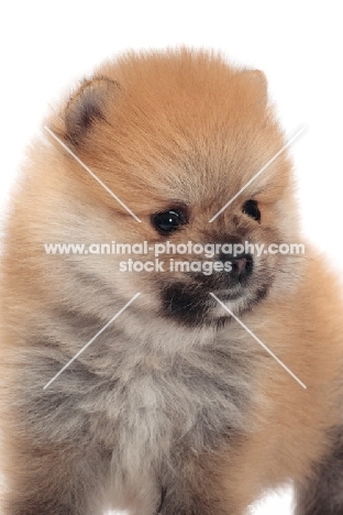 Pomeranian puppy portrait