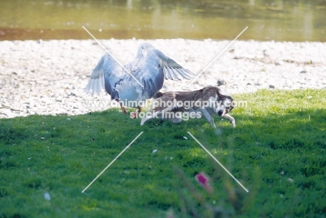 Welsh Sheepdog attacked by geese