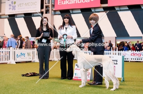 Saluki and young handler after winning stakes competition at Crufts