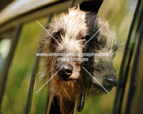 Lurcher looking out of car