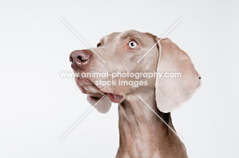 Weimaraner in studio.