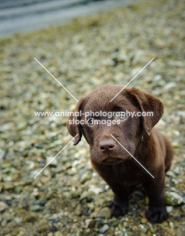 Chocolate Labrador Retriever puppy looking up