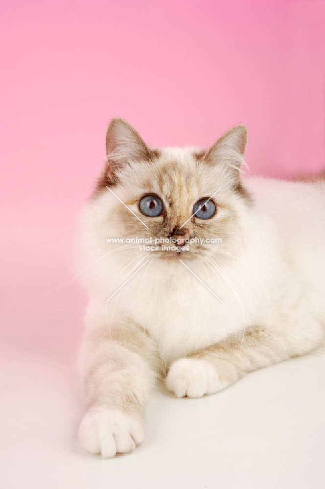 blue tortie birman