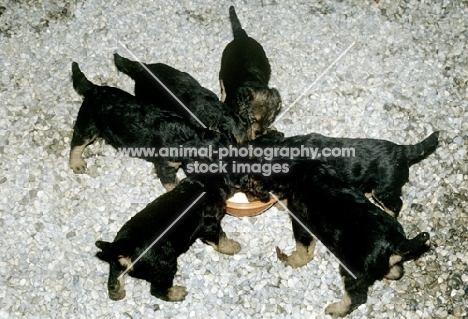 airedale puppies eating from a dish