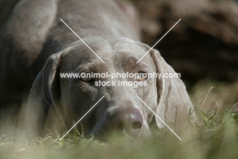 Weimaraner looking tired