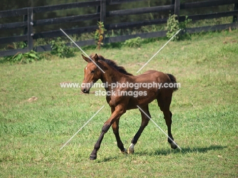 brown Holstein foal