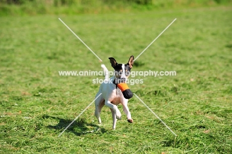 young Ratonero Bodeguero Andaluz, (aka Andalusian Rat Hunting Dog), with toy